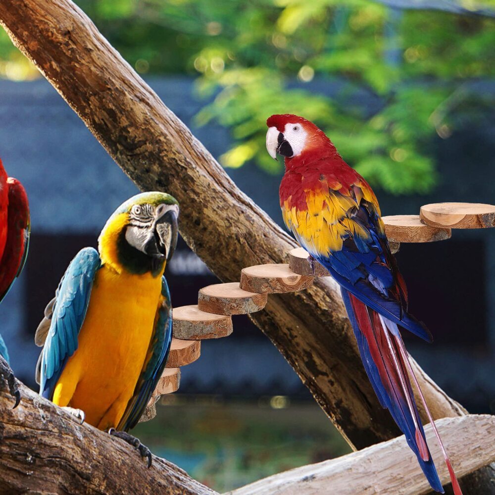 Natural Wood Parrot Ladder Toy for Small Birds Safe P
