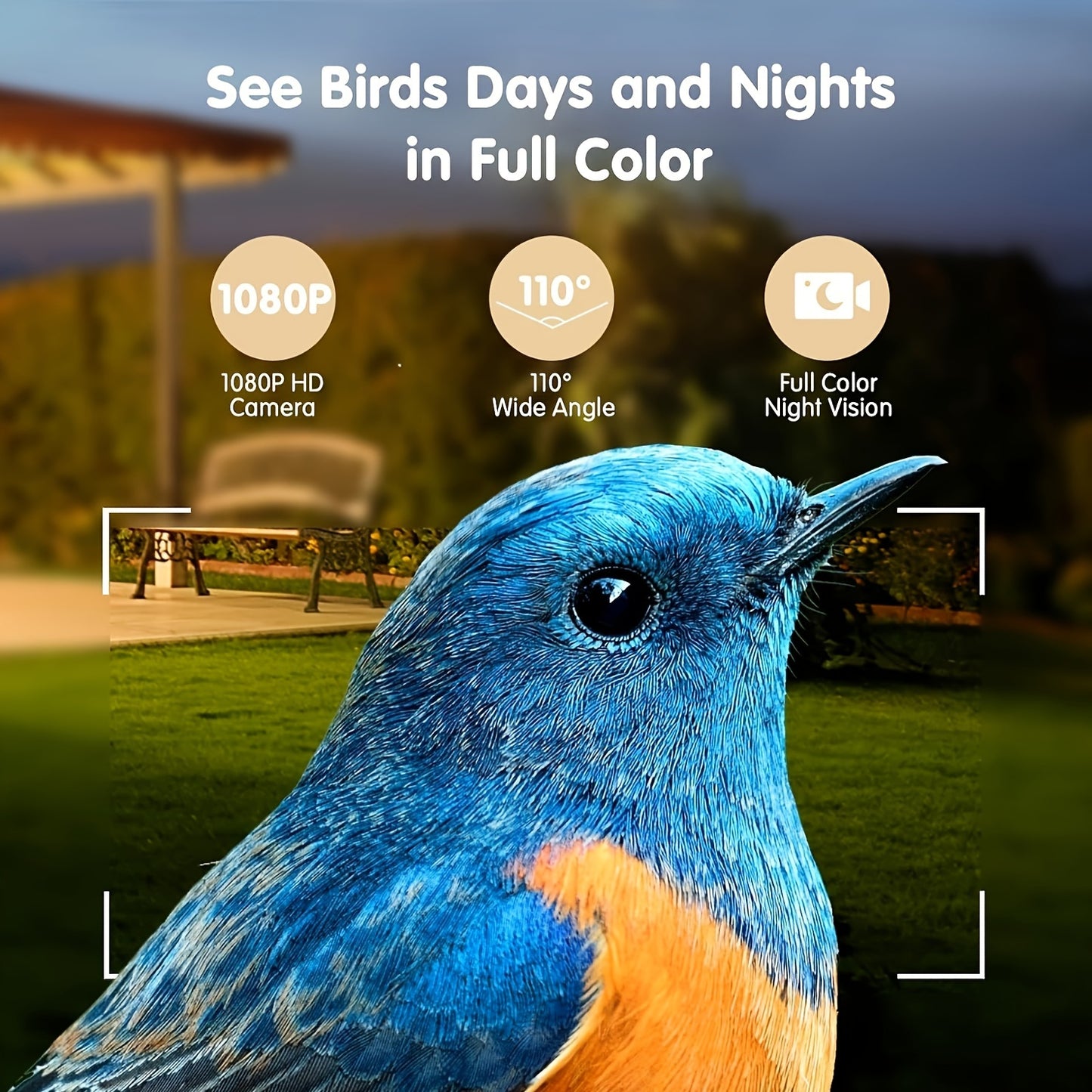 Solar Bird Feeder with Camera, 1080P HD Outdoor Watching